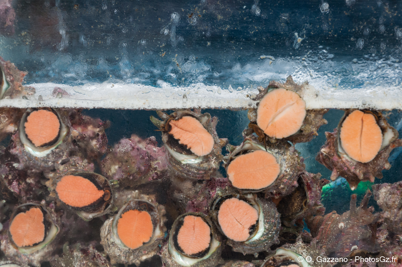 Abalones de Jeju (Haliotis)